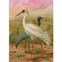 Read Ink & Drop Reviews